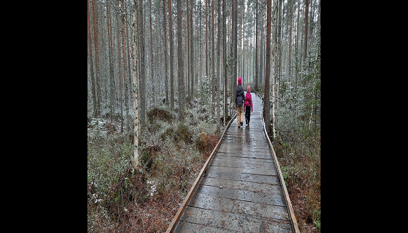 Kaksi lasta kävelee puurakenteisella luontopolulla. Ympärillä on metsää ja varvikkoa. 