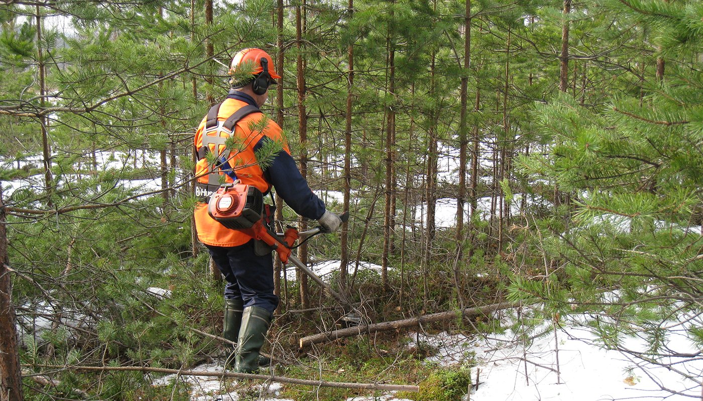 Mies hoitaa taimikkoa raivaussahan kanssa.