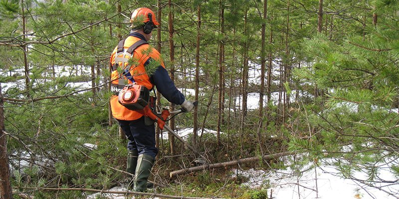 Mies hoitaa taimikkoa raivaussahan kanssa. 