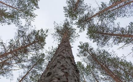 Mäntyjen latvoja talvella. 

