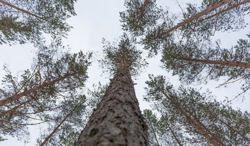 Mäntyjen latvoja talvella. 

