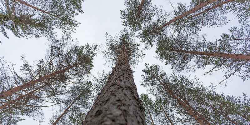 Mäntyjen latvoja talvella. 
