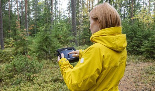 Keltatakkinen nainen katsoo metsässä tabletilta tietoja.