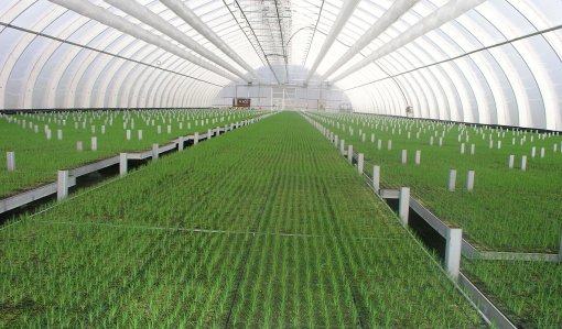 Puuntaimien kasvualustaksi etsitään uusia vaihtoehtoja