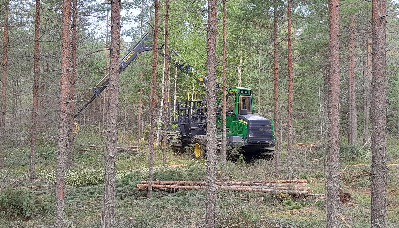 Hakkuukone harventaa nuorta metsää. 