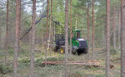 Hakkuukone harventaa nuorta metsää. 