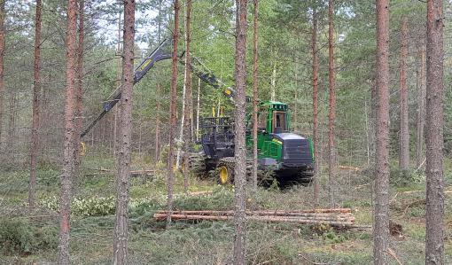 Hakkuukone harventaa nuorta metsää. 