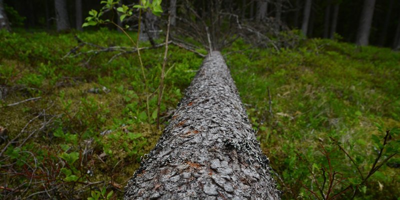 Maassa makaavan kuusen rungolla on pieniä, ruskeita purukasoja, jotka ovat kirjanpainajan iskeymiä. Ympärillä on varvikkoa. 