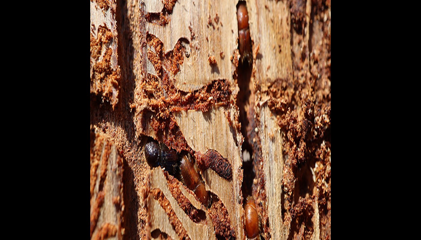 Aikuiset kirjanpainajat ja niiden jälkeläinen kaivavat puuhun käytäviä ja munivat. 