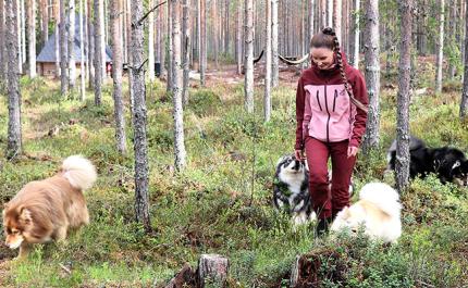 Sara Ala-Luoma ja suomenlapinkoirat koirametsässä 