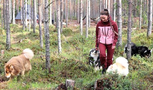 Sara Ala-Luoma ja suomenlapinkoirat koirametsässä