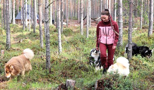 Sara Ala-Luoma ja suomenlapinkoirat koirametsässä