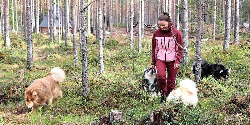 Sara Ala-Luoma ja suomenlapinkoirat koirametsässä