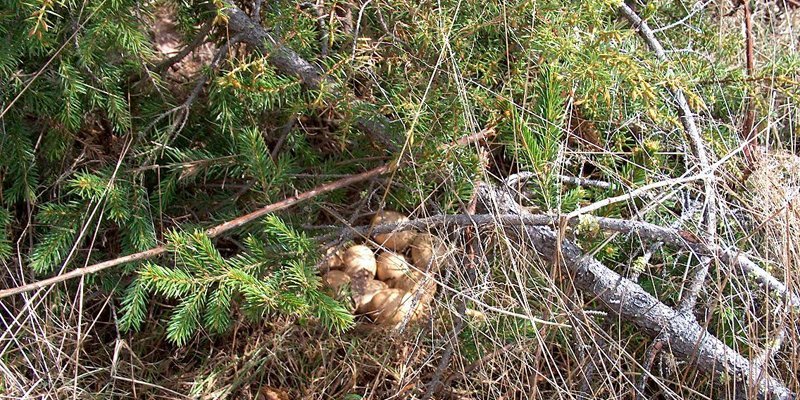 Koppelon pesässä on useita munia. Pesä on hieman piilossa kuusenoksien alla. 