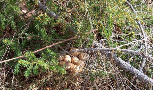 Koppelon pesässä on useita munia. Pesä on hieman piilossa kuusenoksien alla.
