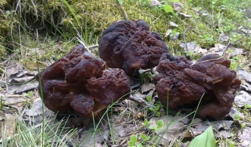 Maassa on kolme isoa korvasientä, joilla on ruttuiset lakit.