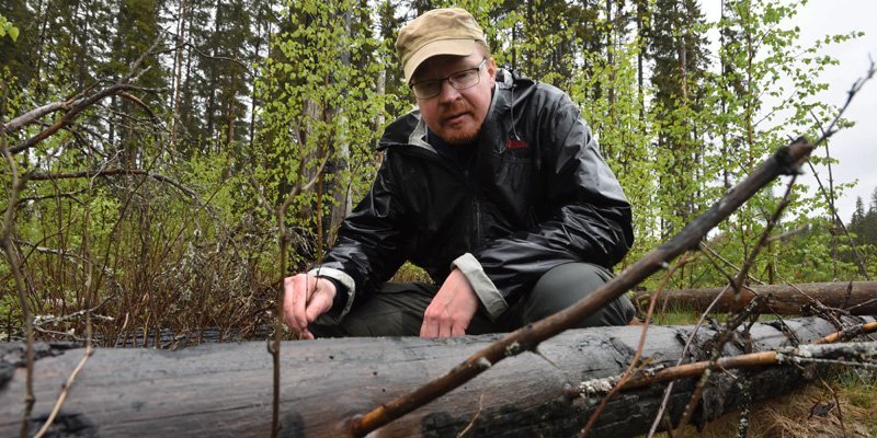 Jarmo Uimonen katselee palanutta puunrunkoa paikalla, jossa tehtiin kulotus seitsemän vuotta takaperin.