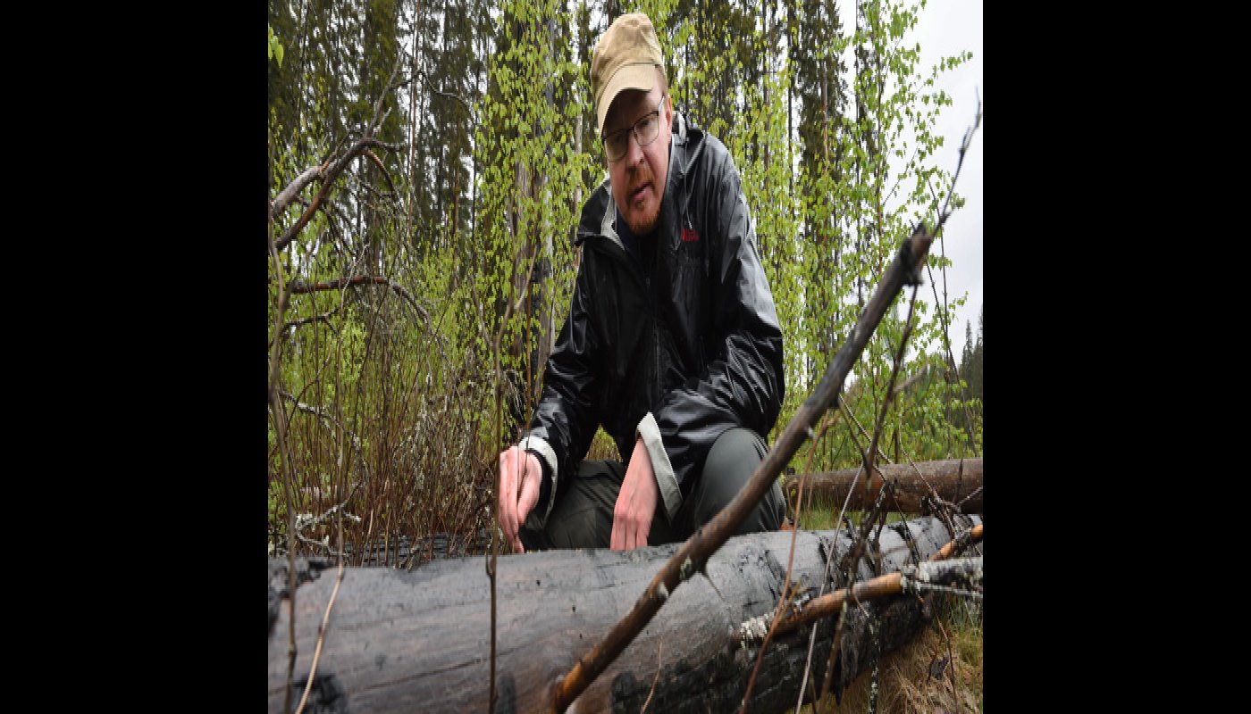 Jarmo Uimonen katselee palanutta puunrunkoa paikalla, jossa tehtiin kulotus seitsemän vuotta takaperin.