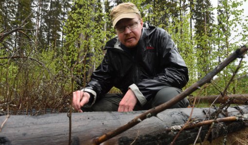 Jarmo Uimonen katselee palanutta puunrunkoa paikalla, jossa tehtiin kulotus seitsemän vuotta takaperin.