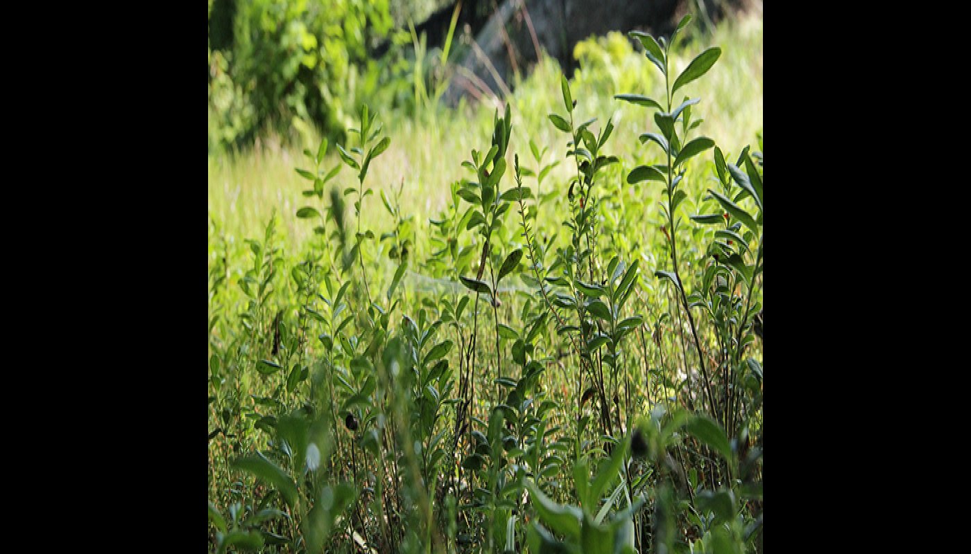 Lähikuva kuntalla kasvavasta varvikosta.