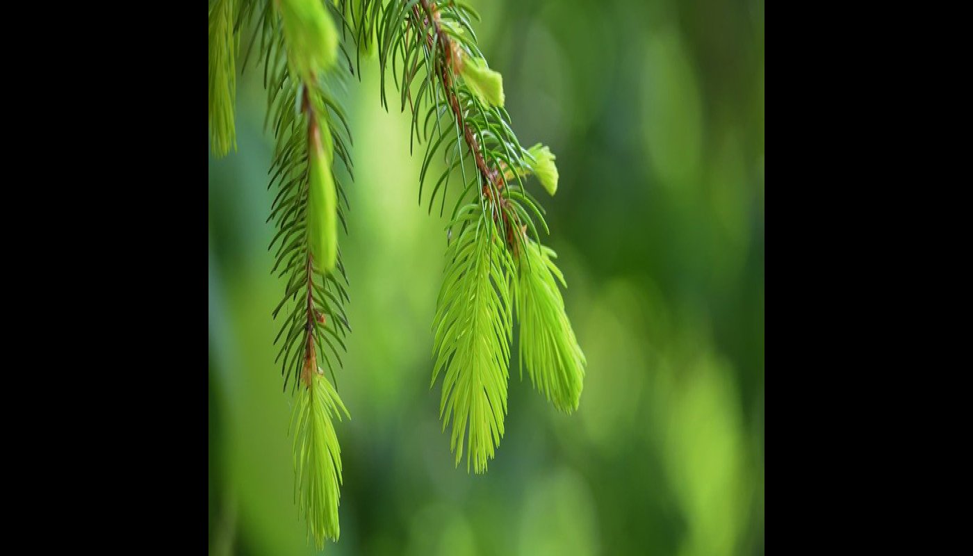 Vaaleanvihreitä kuusenkerkkiä.