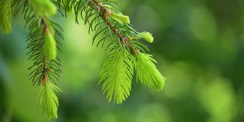 Vaaleanvihreitä kuusenkerkkiä.