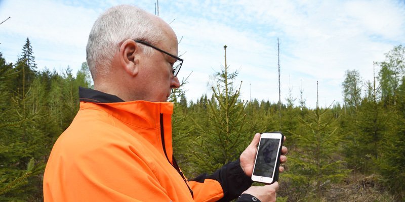 Jyrki Suojalehto katsoo älypuhelintaan, johon on ladattu Laatumetsä-sovellus. Taustalla on taimikkoa. 