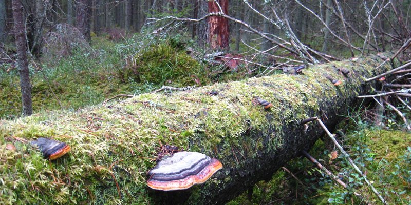 Maahan kaatuneen lahopuun rungolla kasvaa sammalta ja kääpiä. 