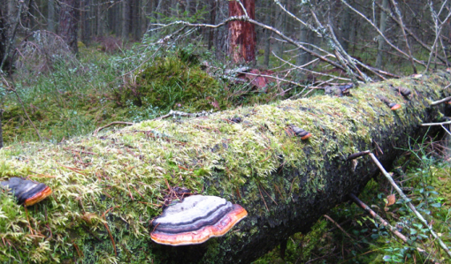 Maahan kaatuneen lahopuun rungolla kasvaa sammalta ja kääpiä.