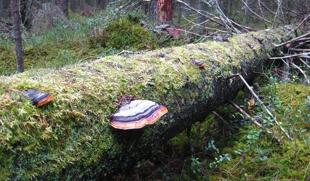 Sammaloitunut maalahopuu, jossa on useita kääpiä.