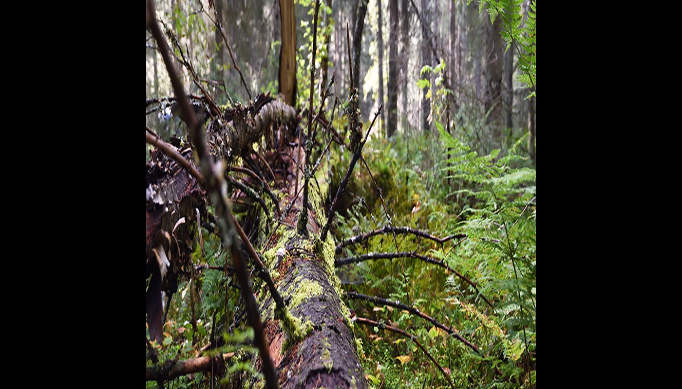 Sammaloitunut ja oksainen maalahopuu metsässä.