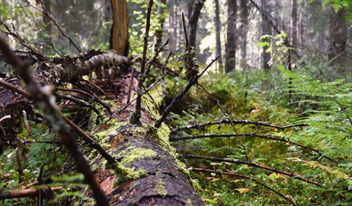 Sammaloitunut ja oksainen maalahopuu metsässä.