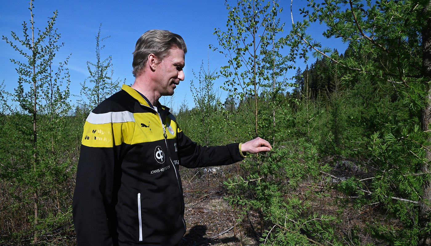 Jussi Vesala katsoo lehtikuusta taimikossaan. 
