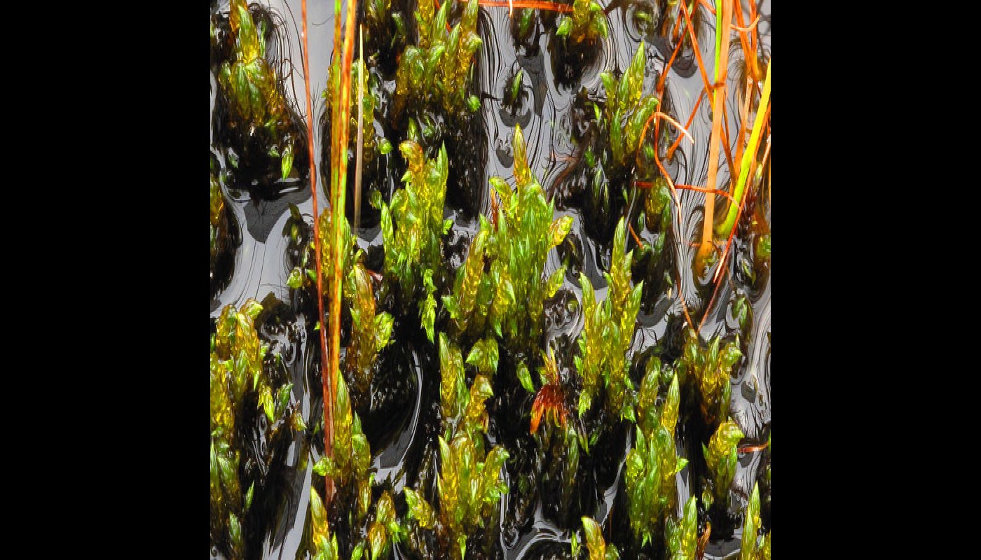 Lettolierosammalta lähikuvassa