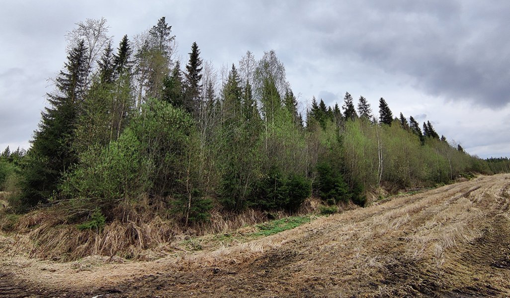 Pellonlaitametsää, jossa etualalla koivuja ja taustalla isoja kuusia. 