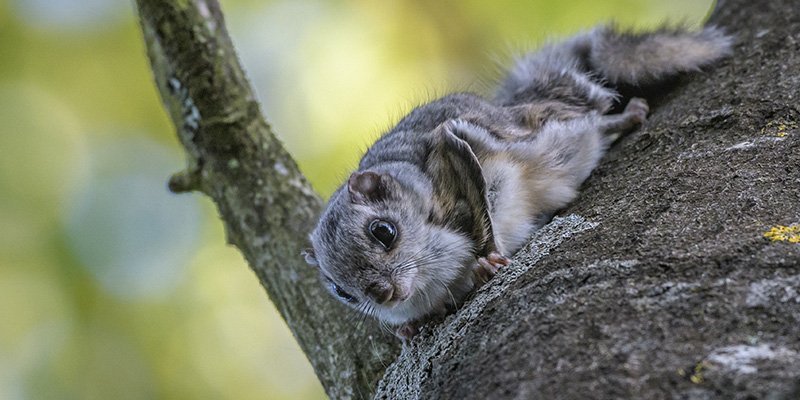 Liito-orava haavan rungolla. 