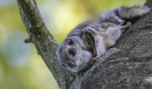 Liito-orava haavan rungolla. 