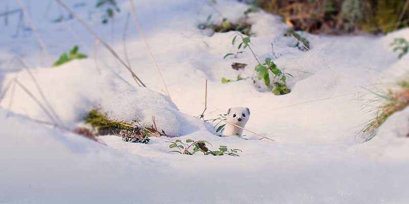 Lumikko kurkistaa mättään takaa. Maassa on paljon lunta. 