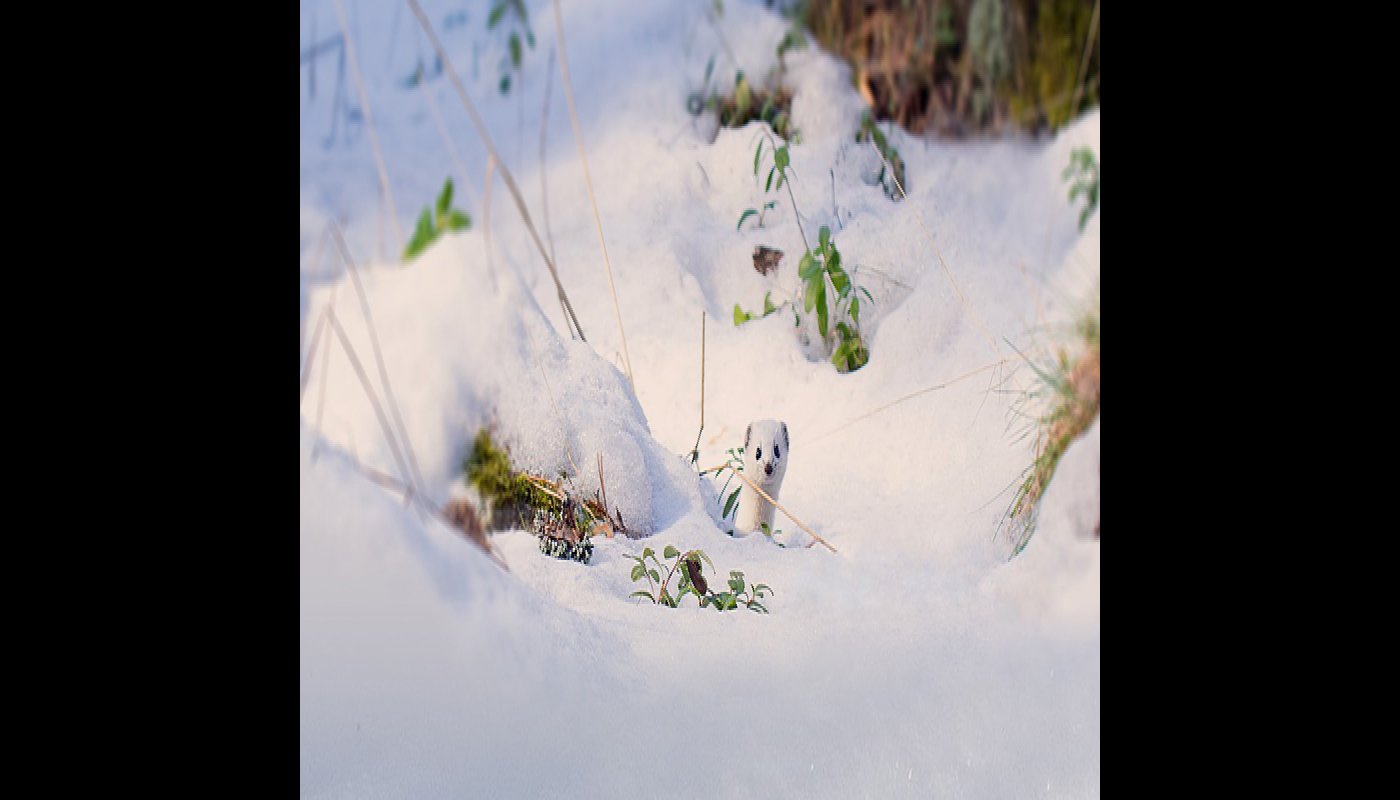 Lumikko kurkistaa mättään takaa. Maassa on paljon lunta. 