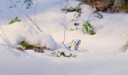 Lumikko kurkistaa mättään takaa. Maassa on paljon lunta.