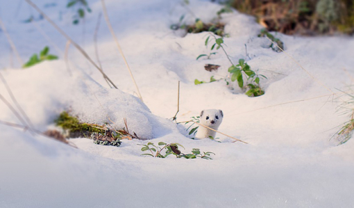Lumikko kurkistaa mättään takaa. Maassa on paljon lunta.