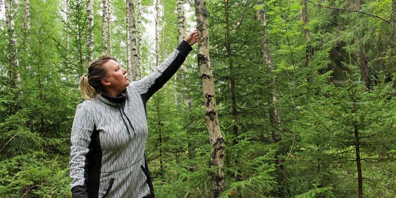Matkailuyrittäjä Matleena Pulkkinen tunnustelee metsässä kädellään, onko koivun runkoon kasvanut pakurin alkuja.