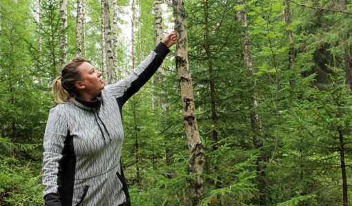 Matkailuyrittäjä Matleena Pulkkinen tunnustelee metsässä kädellään, onko koivun runkoon kasvanut pakurin alkuja.