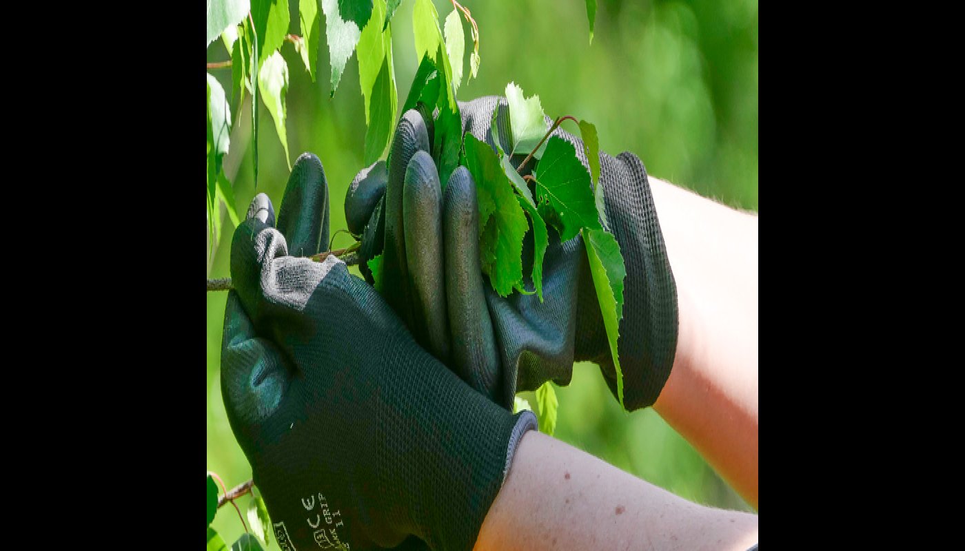 Lähikuva käsistä, jotka keräävät koivunlehtiä.