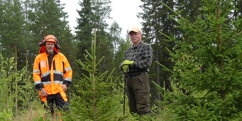 Metsuri Esa Lappi ja Urpo Tolonen seisovat vierekkäin hoidetussa taimikossa. 