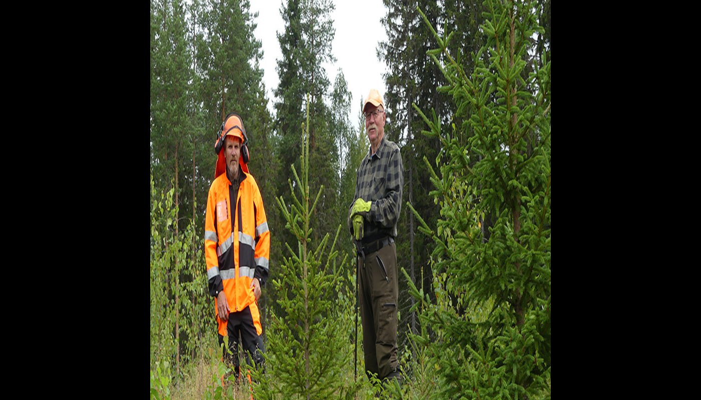 Metsuri Esa Lappi ja Urpo Tolonen seisovat vierekkäin hoidetussa taimikossa. 