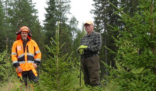 Metsuri Esa Lappi ja Urpo Tolonen seisovat vierekkäin hoidetussa taimikossa. 