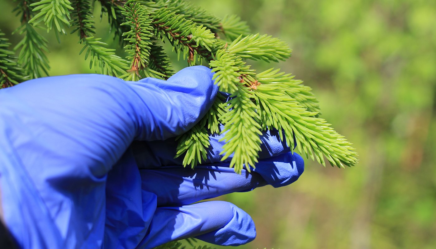 Käsi pitelee kuusenkerkkiä