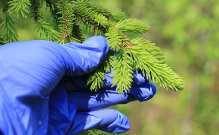 Luonnontuotteita ravintoloihin – lisätulojen mahdollisuus metsänomistajalle?