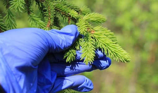 Käsi pitelee kuusenkerkkiä